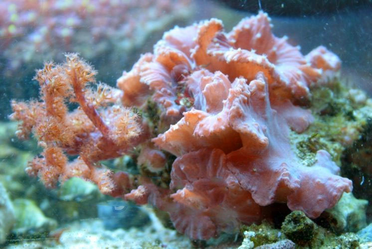 Sinularia Brassica