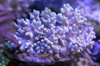 Sinularia spp. 1 M