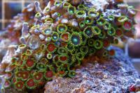 Zoanthus spp. 78 L