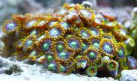 Zoanthus spp. 91 M