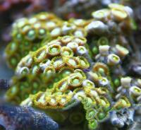 Zoanthus spp. 95 M/L