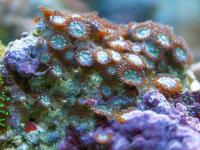 Zoanthus spp. L