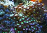 Zoanthus spp. XL